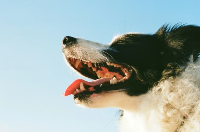 Pet care