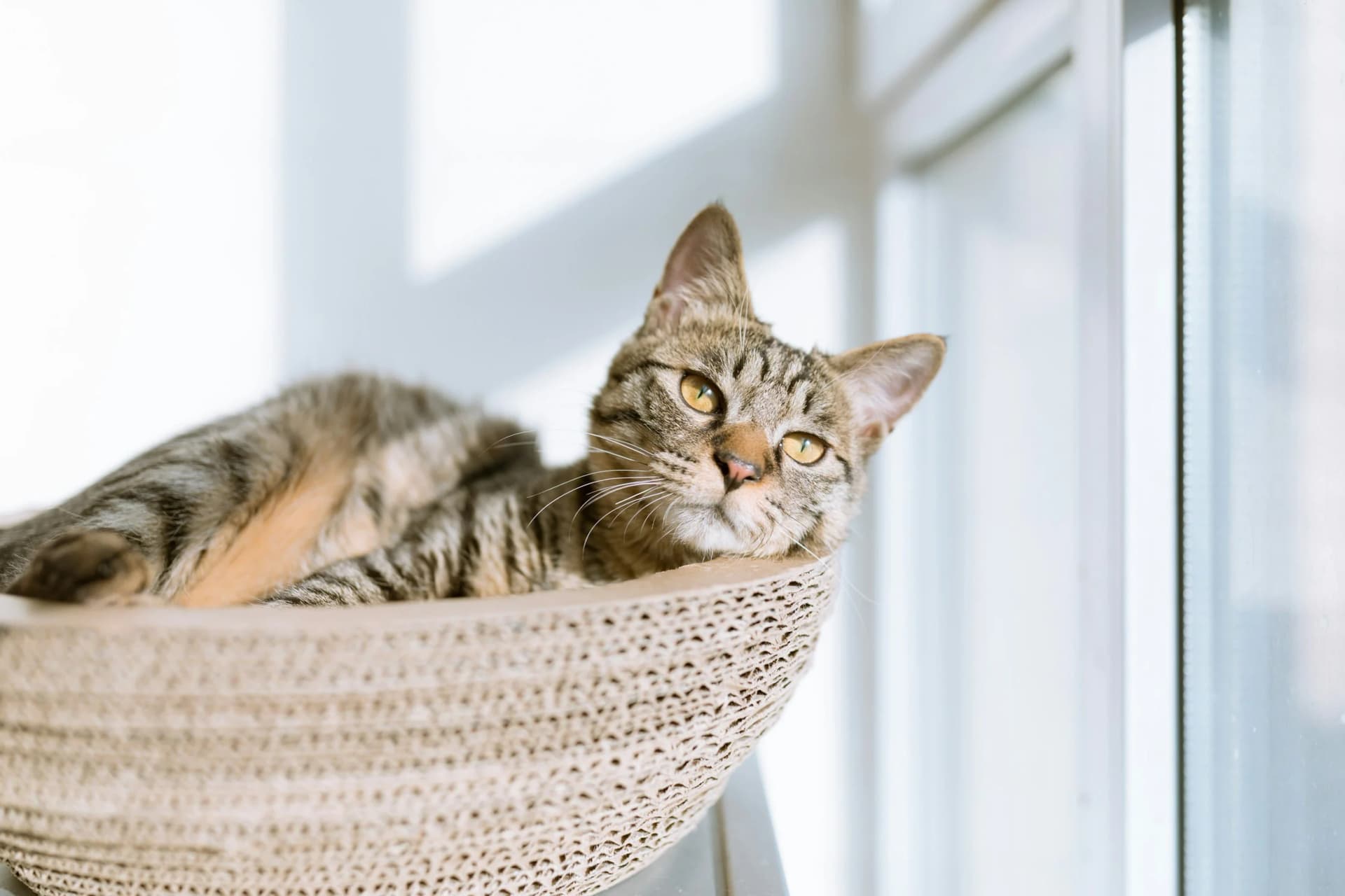 House call veterinary visit