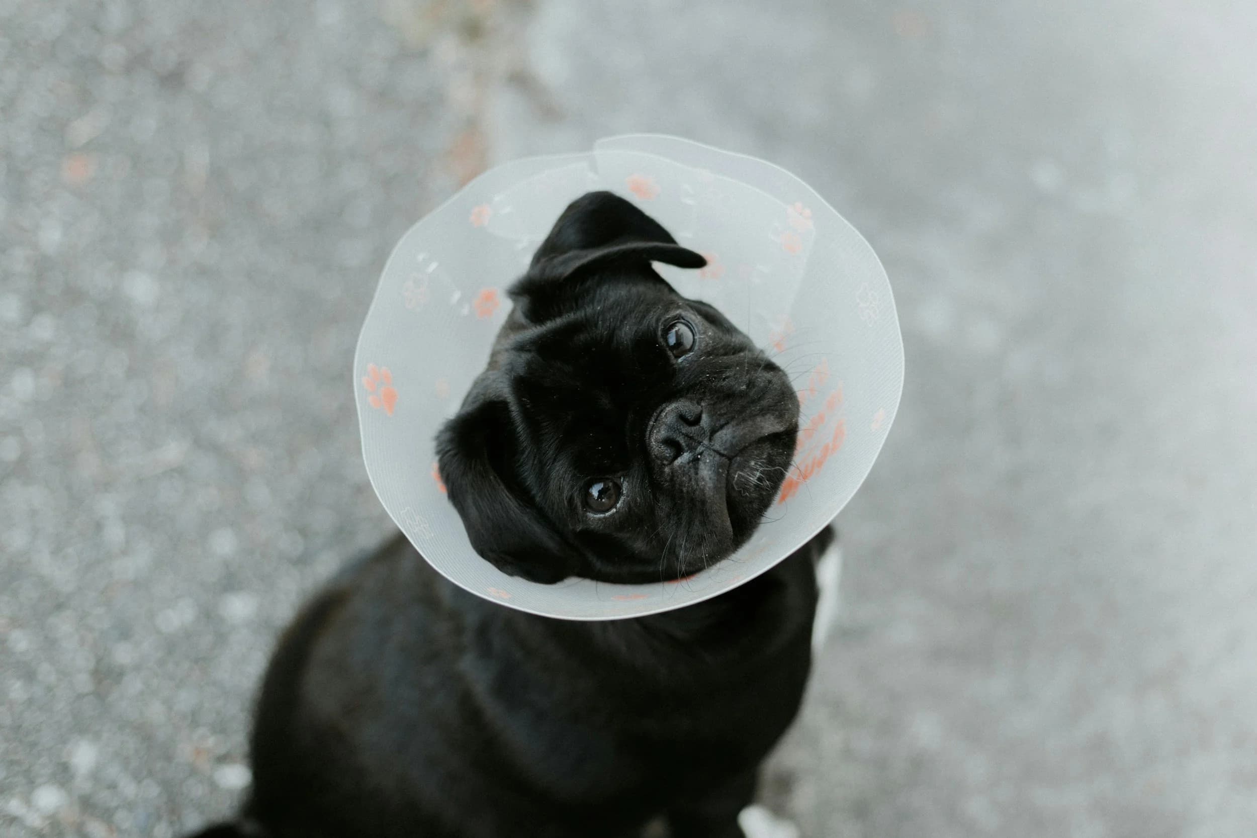 Veterinary care
